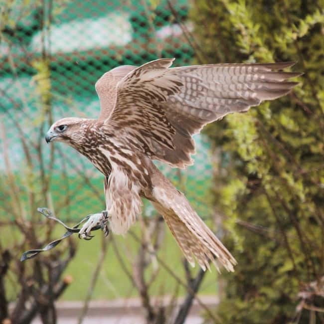 Almaty: Falconry show and Big Almaty Gorge - The practical details that shape the day