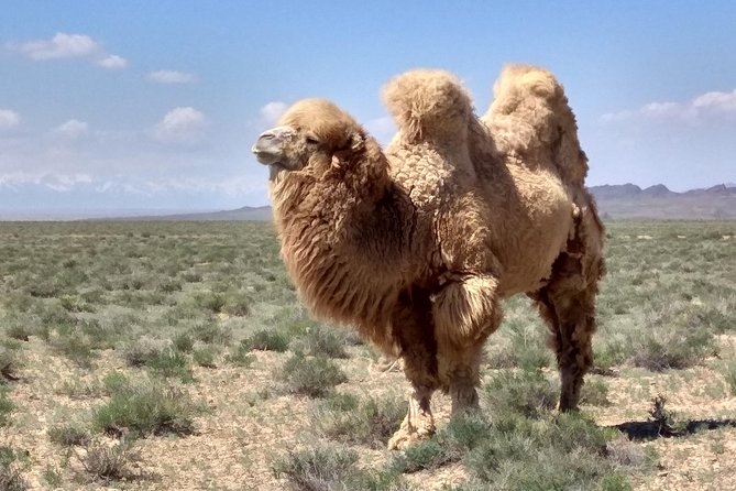 Private Day Tour to the Land of Canyons-UNESCO-of Kazakhstan - Why this canyon day trip is worth considering